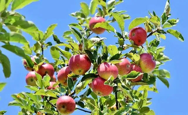 Apple tree