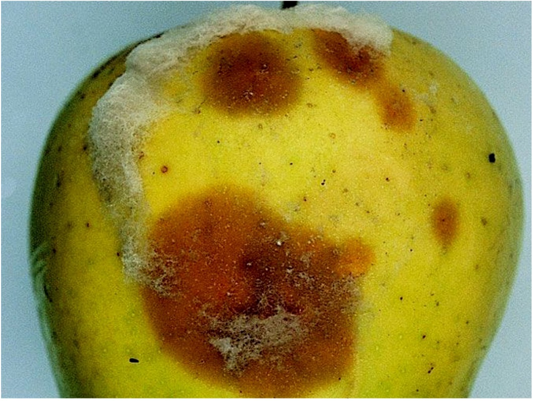 pomme 2