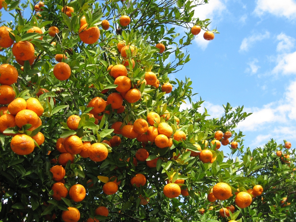 Citrus field