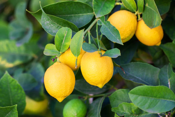 Citrus anecdote