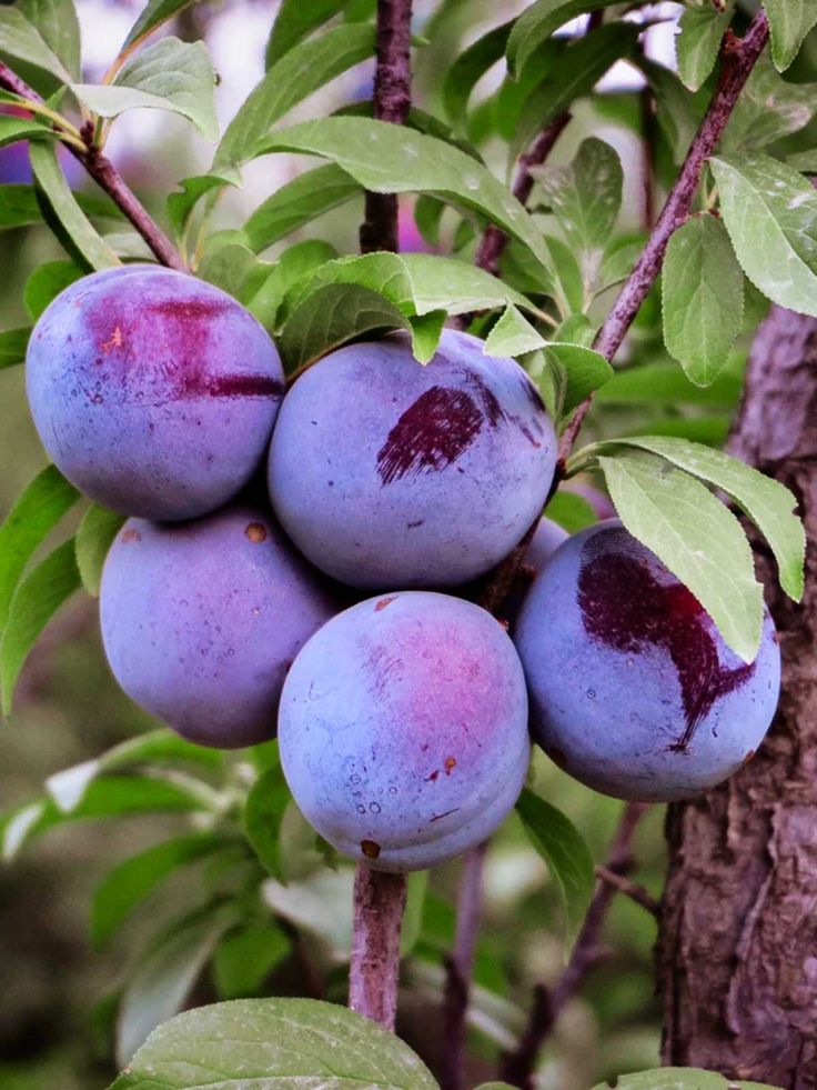 Introduction - Arbres fruitiers à noyau