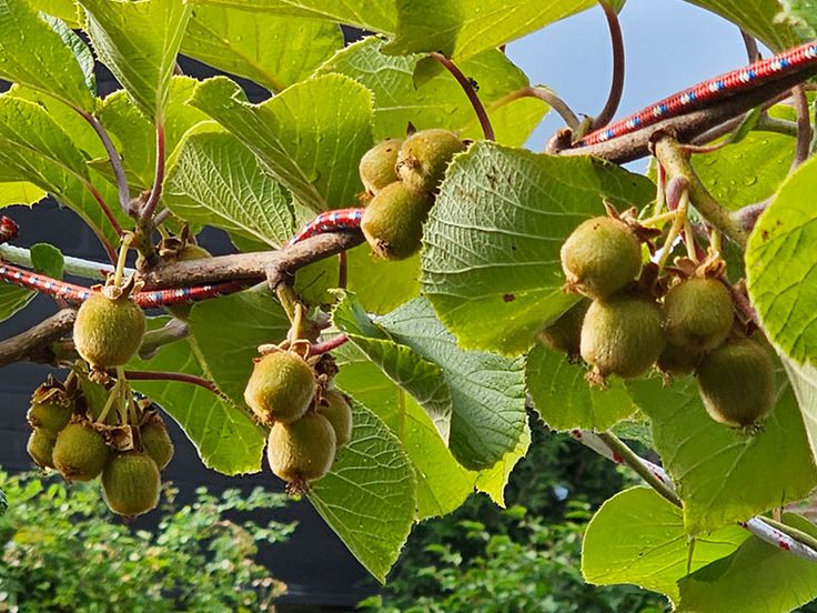 Introduction - Arbres fruitiers à pépins