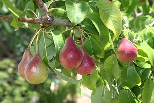Principales variétés