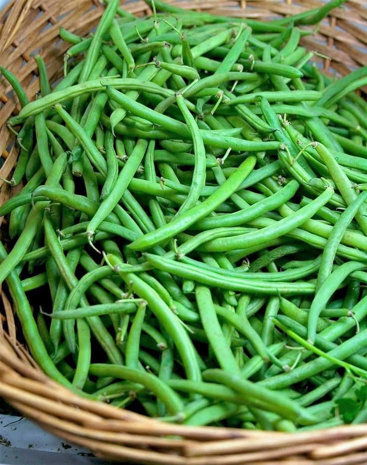 Haricot vert en culture