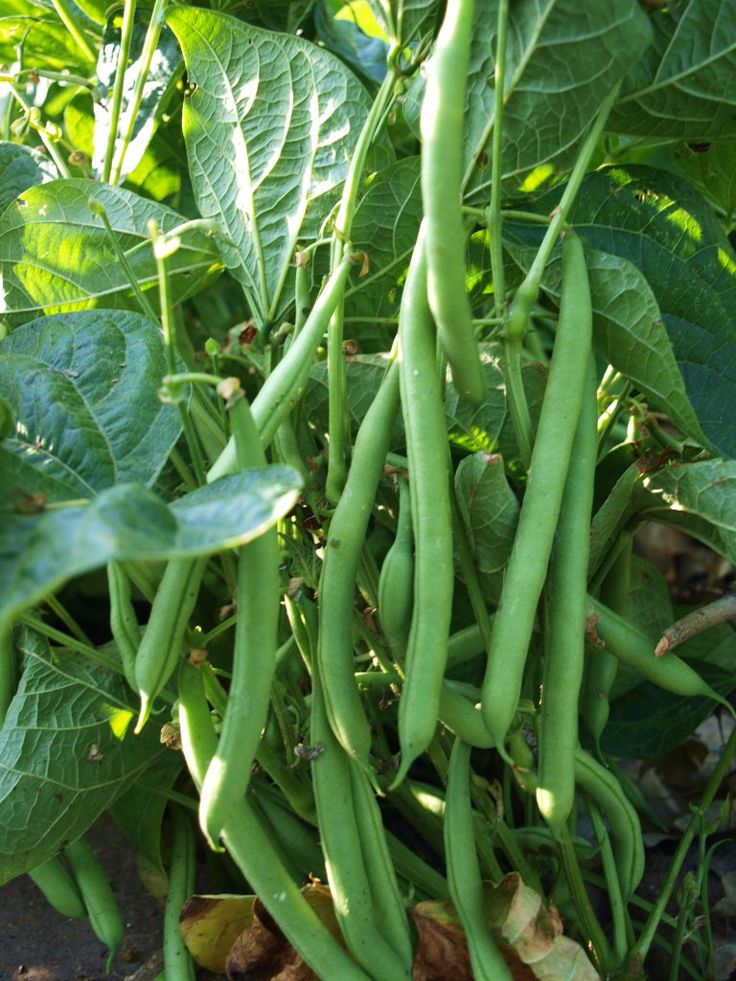 Avantages haricot vert