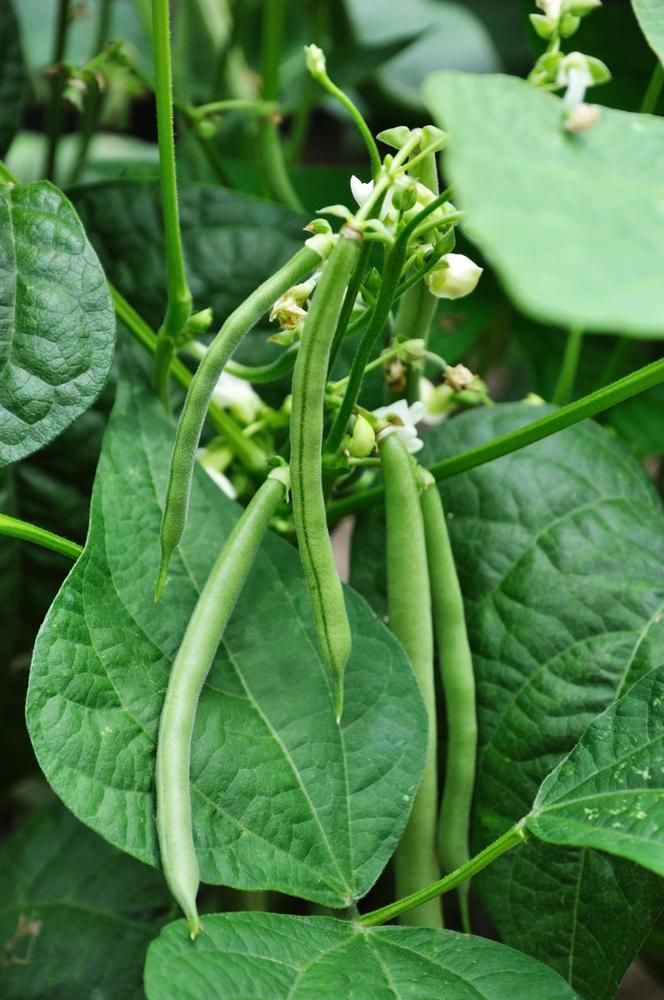 Variétés haricot vert
