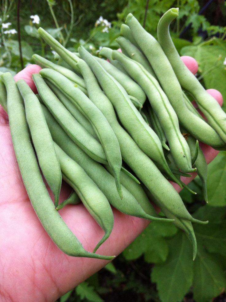 Cycle de culture haricot vert