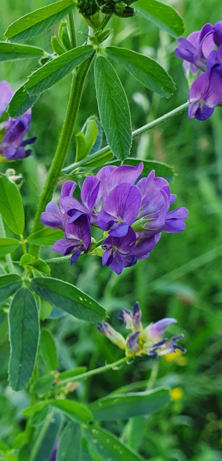 Benefits of Alfalfa