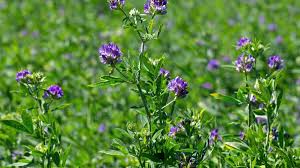 Alfalfa soil