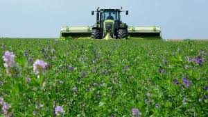 Alfalfa Care