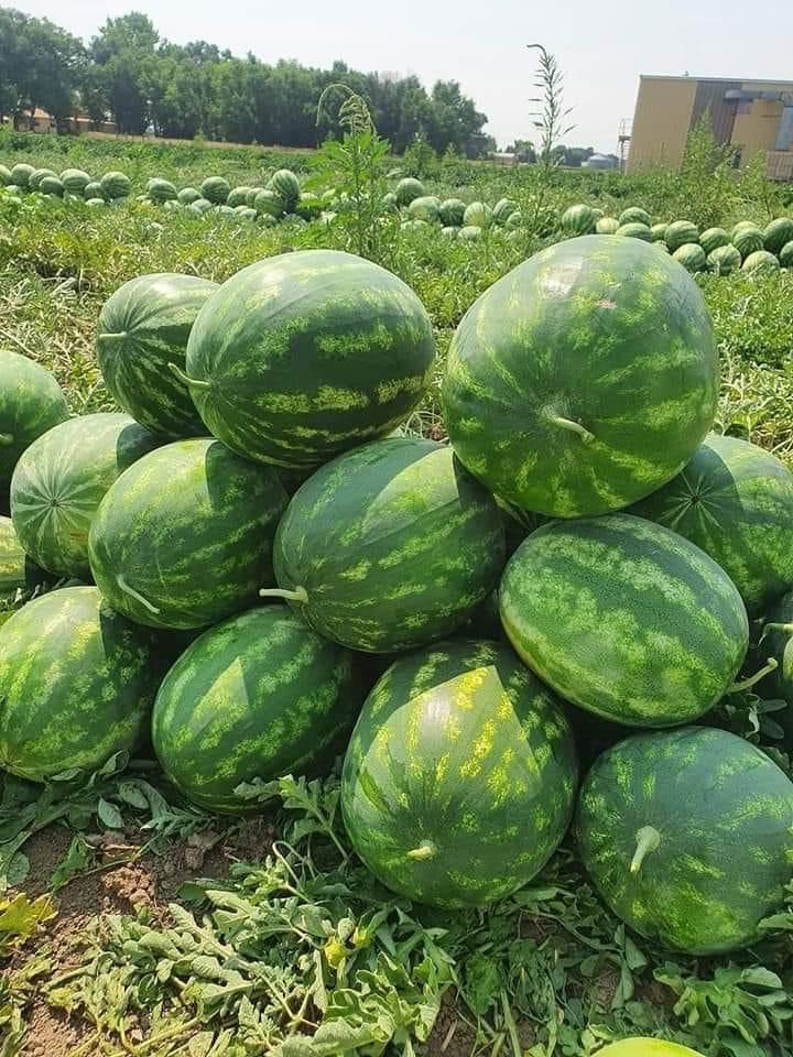 Récolte de pastèques