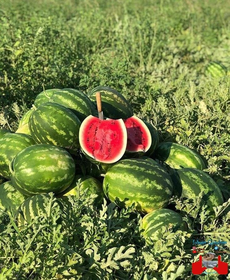 Produits phytosanitaires pastèque