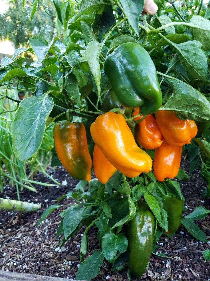 Pepper field