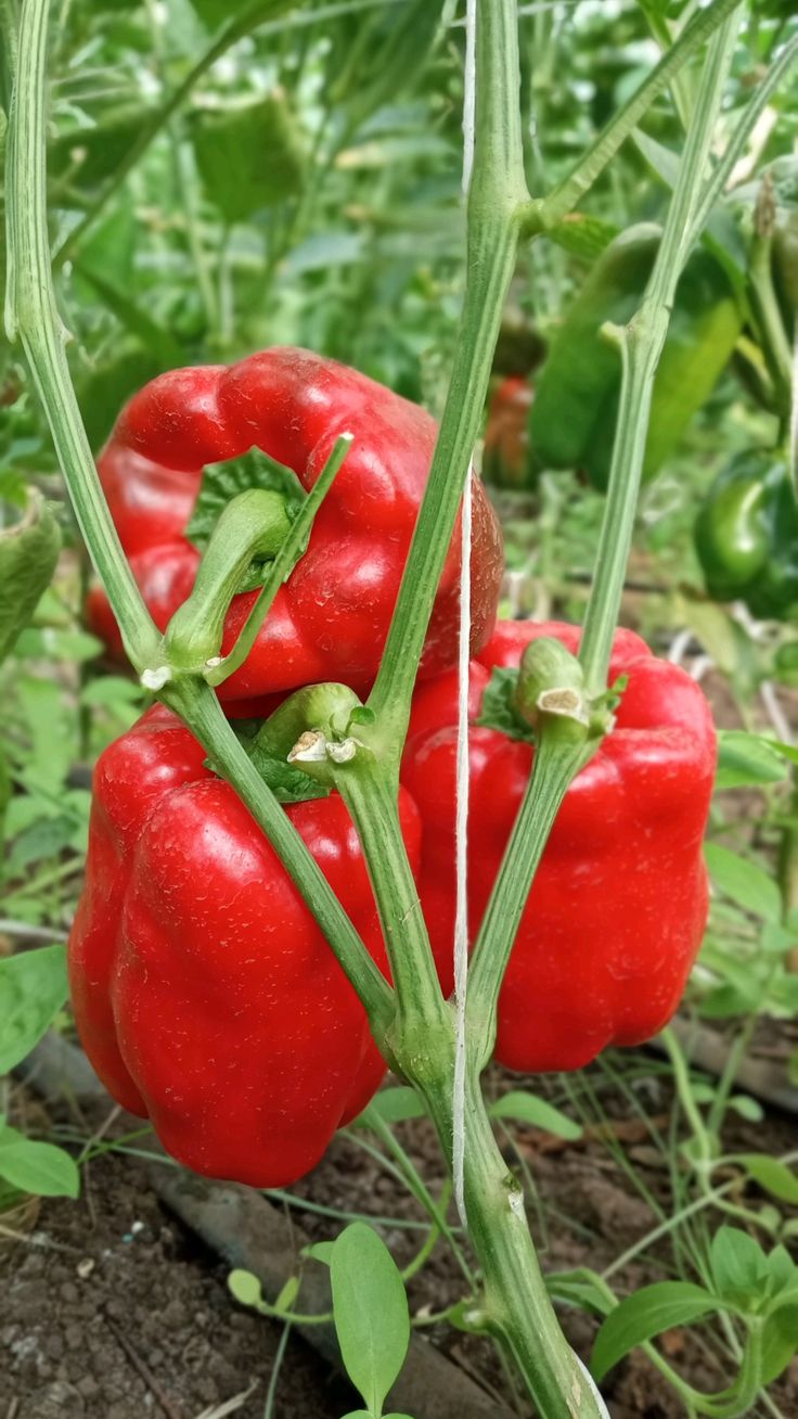 Harvested peppers