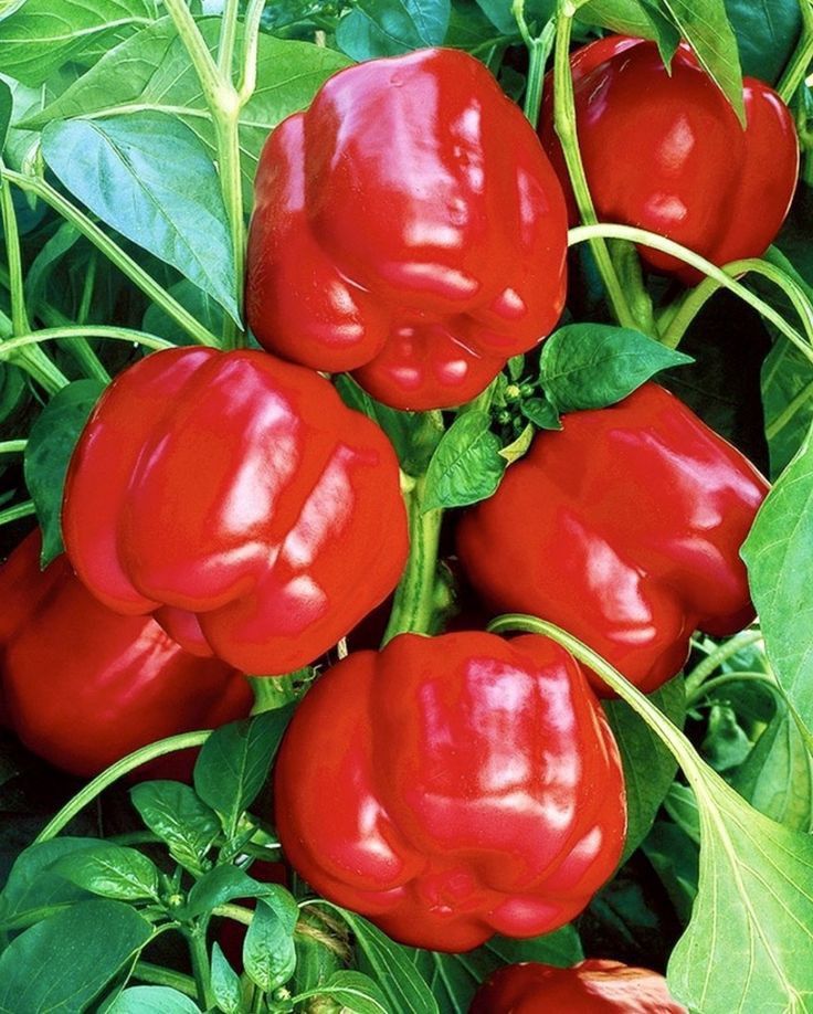 Ripe red bell pepper