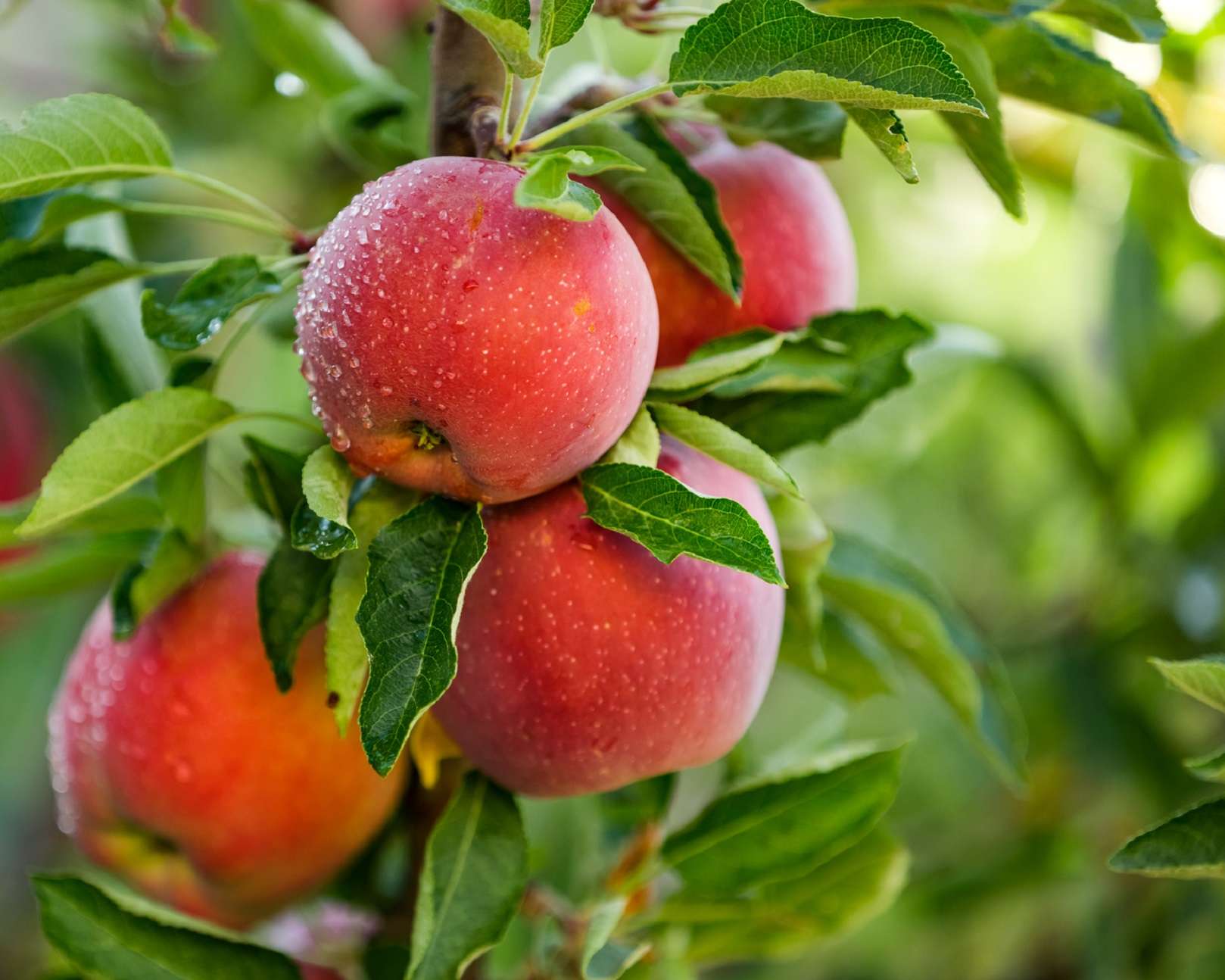 Avantages Pommier